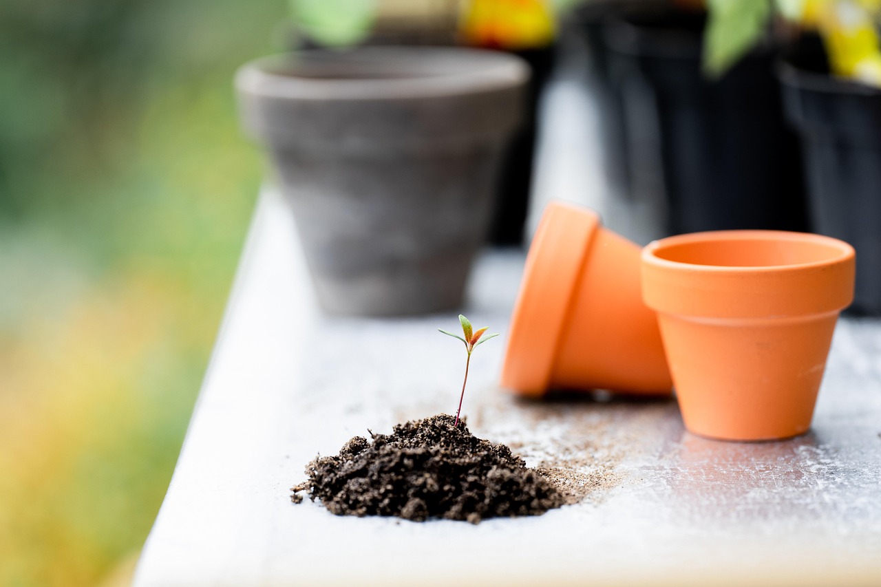 Năm hạt mầm thiện lành nảy nở trong ánh nắng
